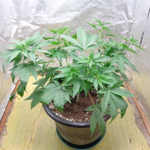 Sweet Afghani Delicious, by Sweet Seeds. Week 4