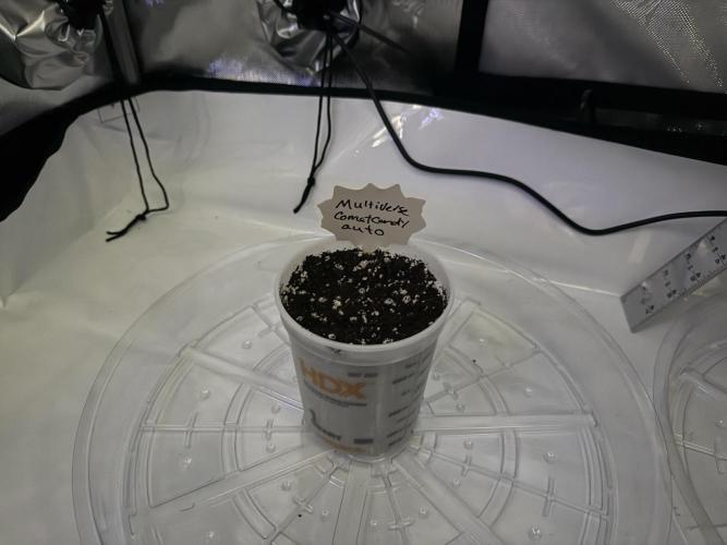 CrooKz Canna. Week 0 - Planted 5/26