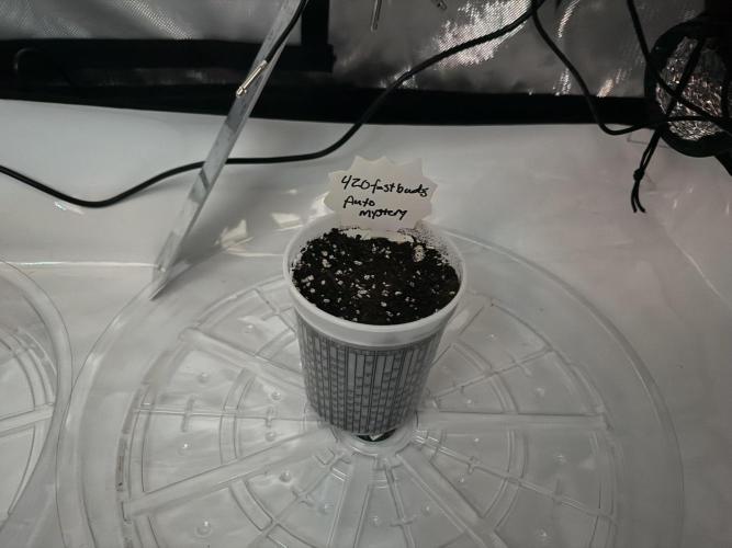 CrooKz Canna. Week 0 - Planted 5/26