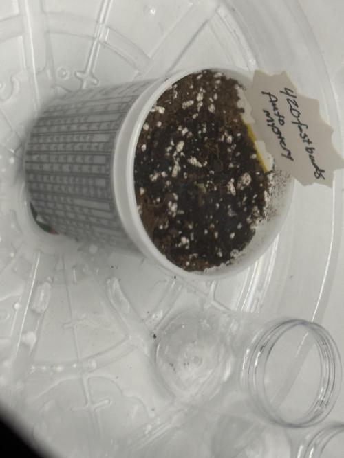CrooKz Canna. Week 1 - Fast buds 420 mystery bean :)
