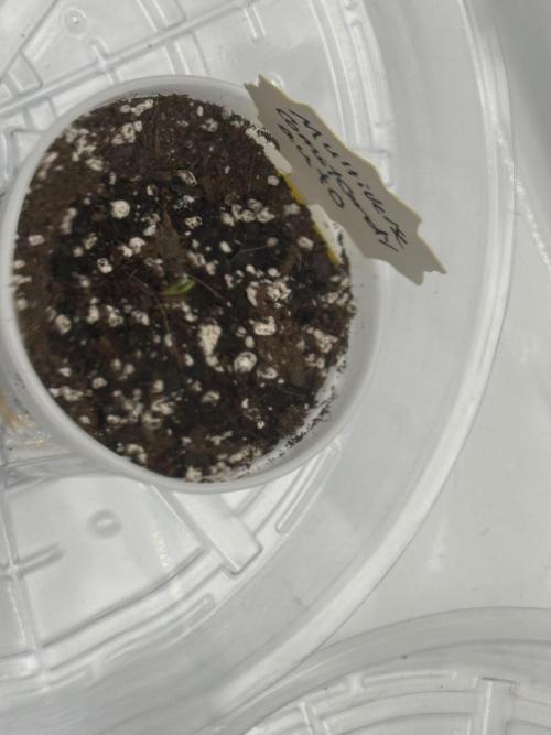 CrooKz Canna. Week 1 - Multiverse beans Comet Candy :)