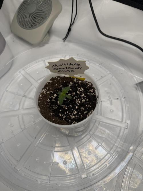 CrooKz Canna. Week 1 - Day 6 