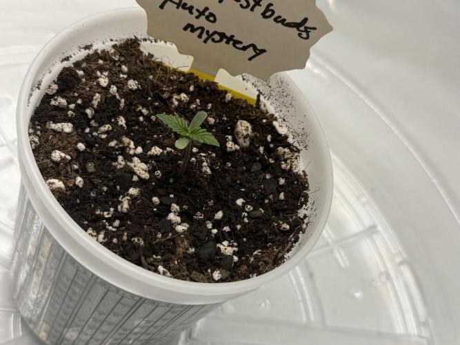 CrooKz Canna. Week 1 - Day 6
