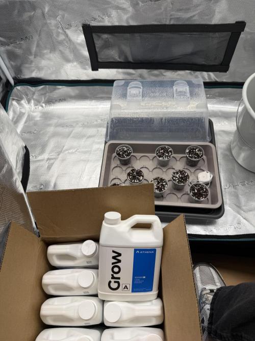 1st Coco x AutoPot. Week 0 - Gekeimt im feuchten Zewa und Gefrierbeutel. 
In 0.1L Töpfe eingesät.