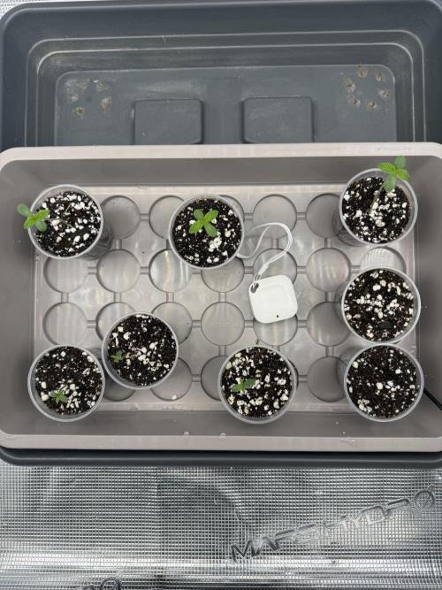1st Coco x AutoPot. Week 1