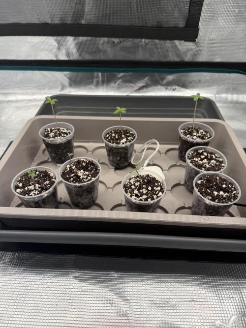 1st Coco x AutoPot. Week 1