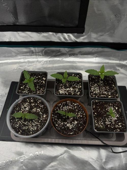1st Coco x AutoPot. Week 2