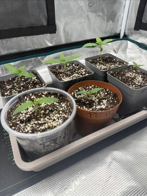1st Coco x AutoPot. Week 2