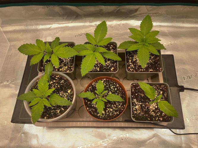 1st Coco x AutoPot. Week 3