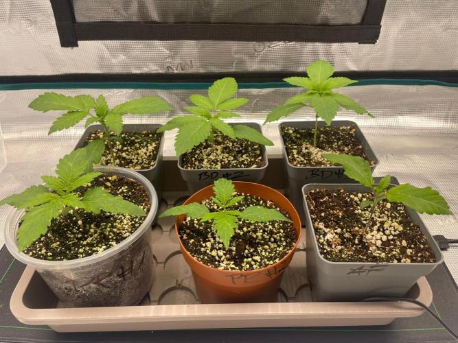 1st Coco x AutoPot. Week 3