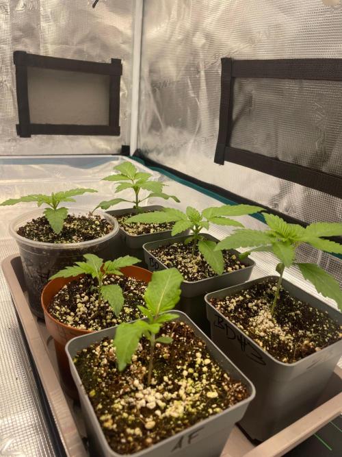 1st Coco x AutoPot. Week 3