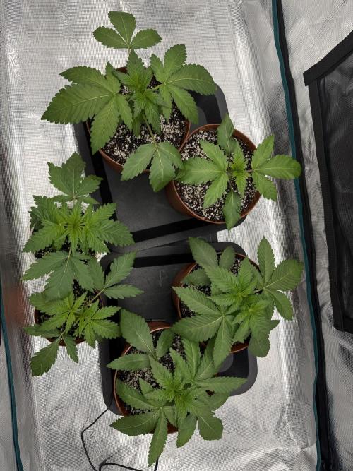 1st Coco x AutoPot. Week 4