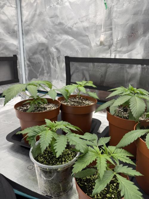 1st Coco x AutoPot. Week 4