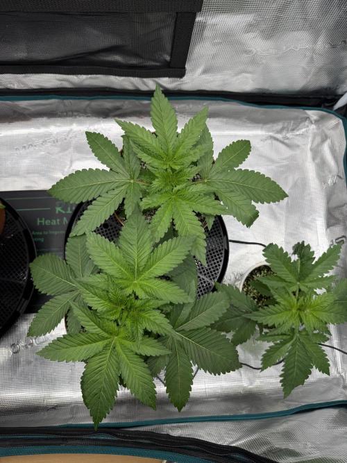 1st Coco x AutoPot. Week 5