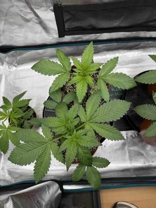 1st Coco x AutoPot. Week 5