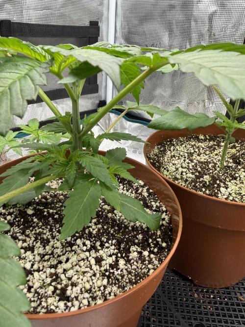1st Coco x AutoPot. Week 5
