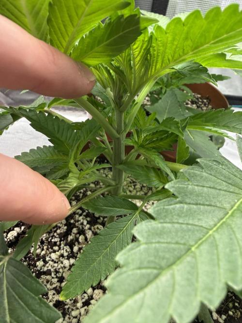 1st Coco x AutoPot. Week 5