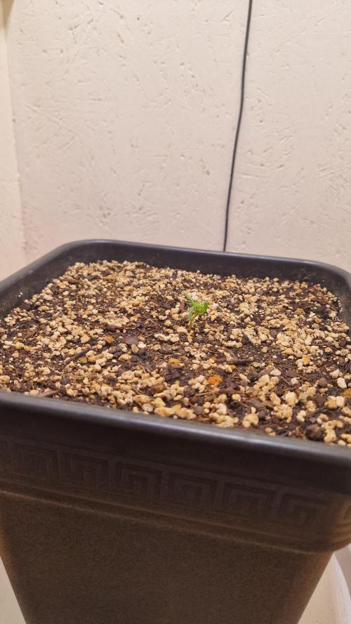 Frosty’s Auto Freak Contest. Week 1 - 4. 
