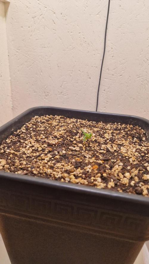 Frosty’s Auto Freak Contest. Week 1 - 5. 