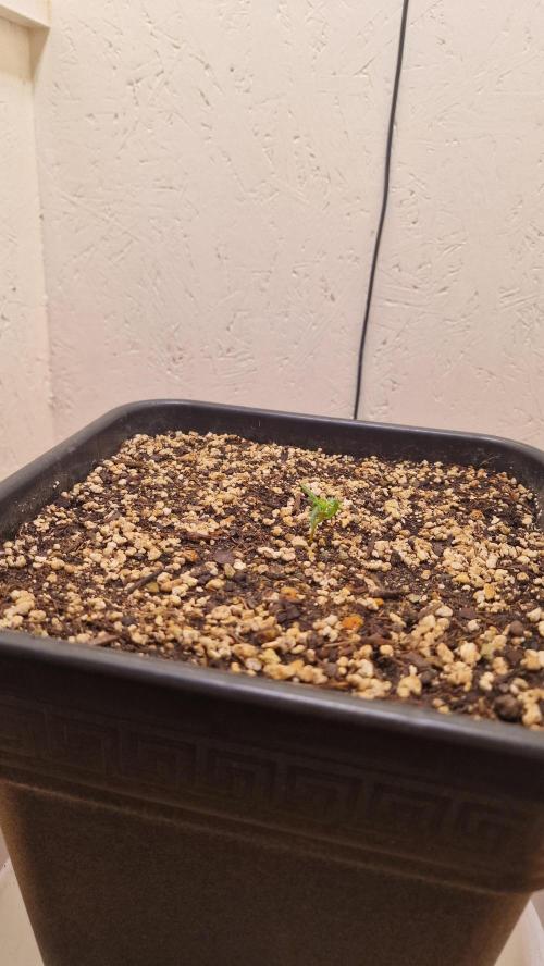 Frosty’s Auto Freak Contest. Week 1 - 6. 