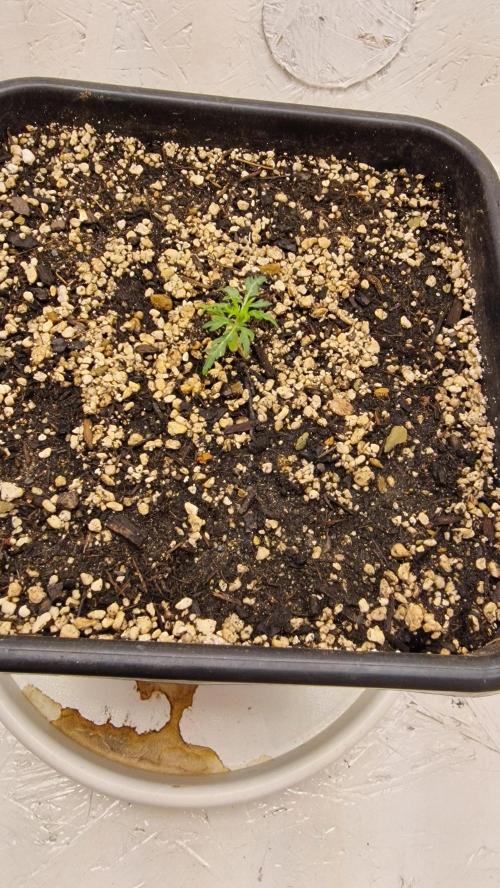 Frosty’s Auto Freak Contest. Week 2 - Donnerstag