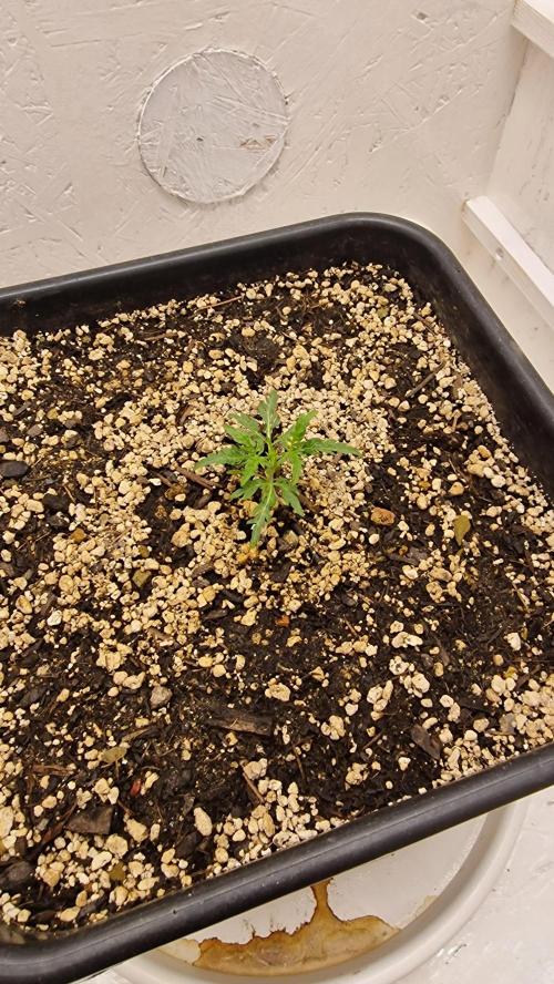 Frosty’s Auto Freak Contest. Week 2 - Freitag