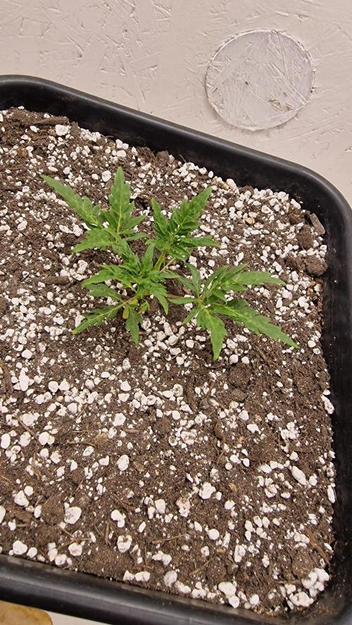 Frosty’s Auto Freak Contest. Week 3 - Montag🌱