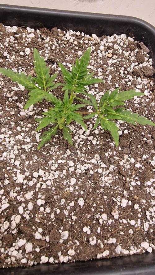 Frosty’s Auto Freak Contest. Week 3 - Dienstag 🌱