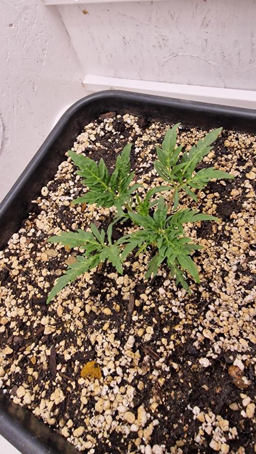 Frosty’s Auto Freak Contest. Week 3 - Mittwoch🌱