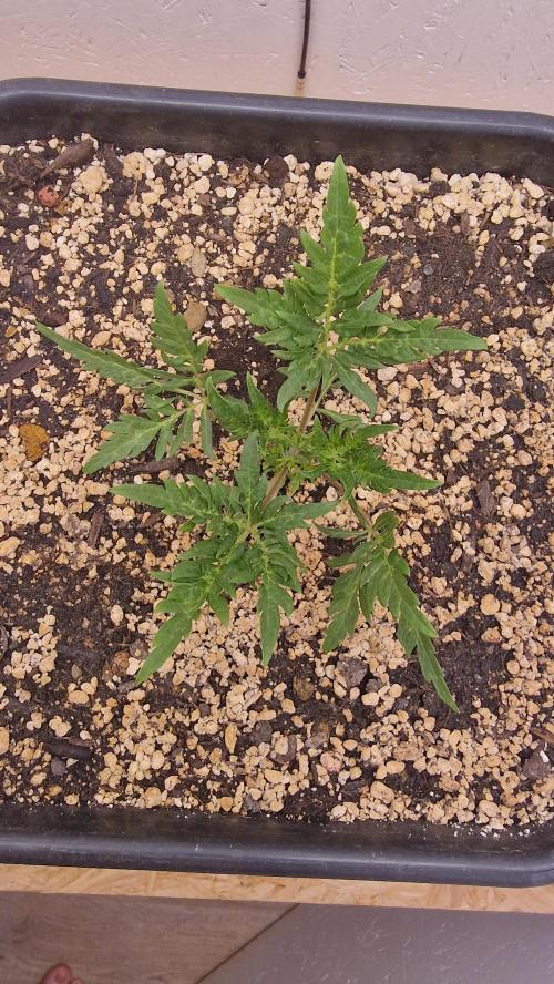 Frosty’s Auto Freak Contest. Week 3 - Donnerstag🌱