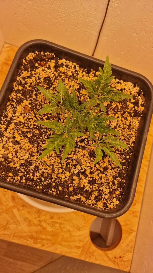 Frosty’s Auto Freak Contest. Week 3 - Freitag🌱