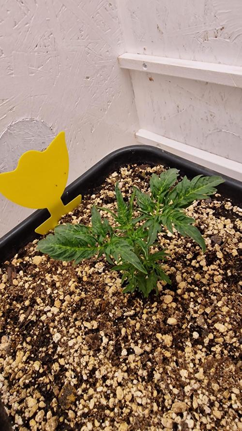 Frosty’s Auto Freak Contest. Week 3 - Samstag🌱