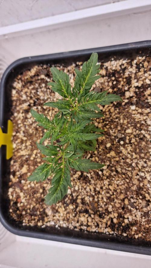 Frosty’s Auto Freak Contest. Week 3 - Sonntag🌱