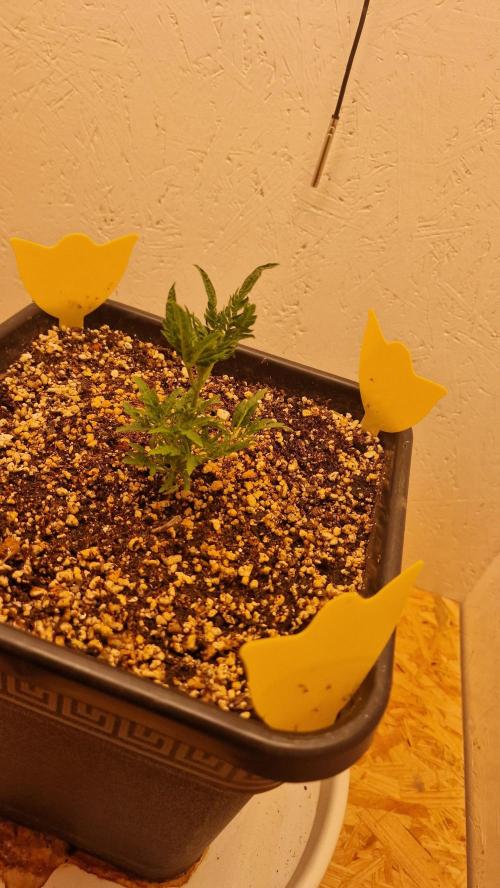 Frosty’s Auto Freak Contest. Week 4 - Montag💚🌱