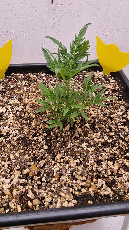 Frosty’s Auto Freak Contest. Week 4 - Dienstag💚🌱