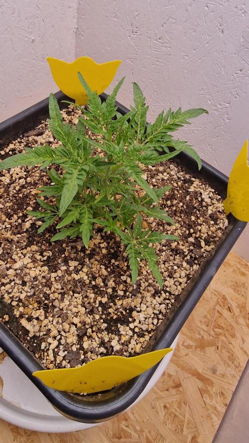 Frosty’s Auto Freak Contest. Week 4 - Mittwoch💚🌱