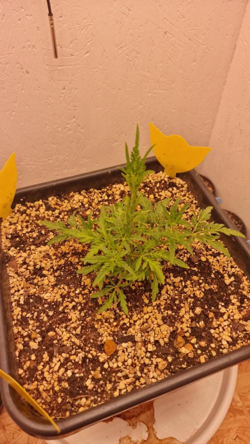 Frosty’s Auto Freak Contest. Week 4 - Donnerstag💚🌱