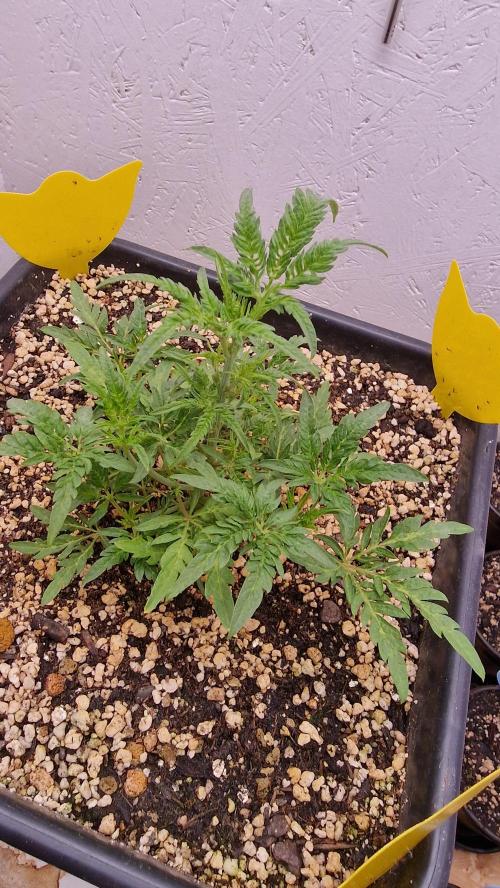 Frosty’s Auto Freak Contest. Week 4 - Freitag💚🌱
