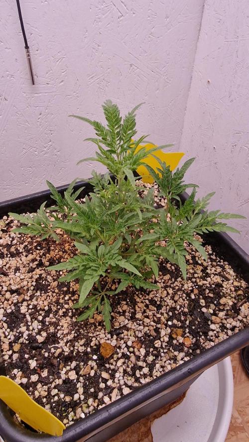 Frosty’s Auto Freak Contest. Week 4 - Samstag💚🌱
