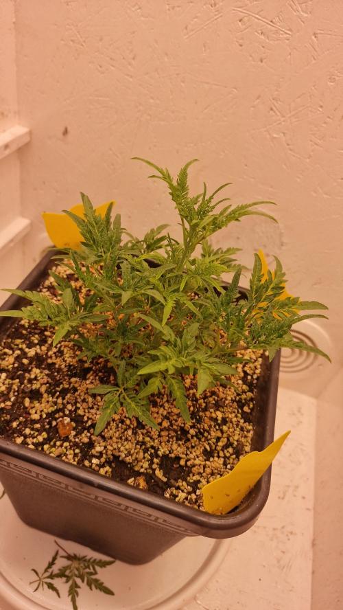 Frosty’s Auto Freak Contest. Week 5 - Montag💚