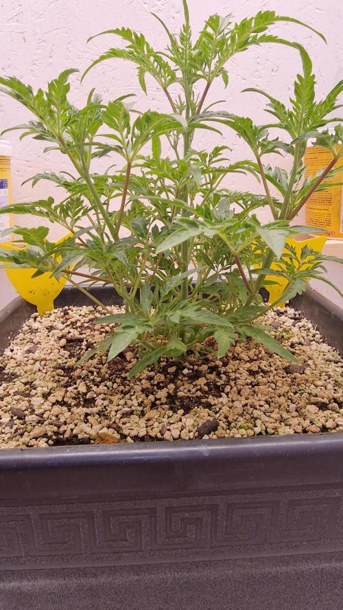 Frosty’s Auto Freak Contest. Week 5 - Dienstag💚