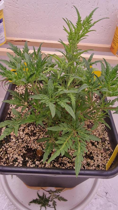 Frosty’s Auto Freak Contest. Week 5 - Mittwoch💚