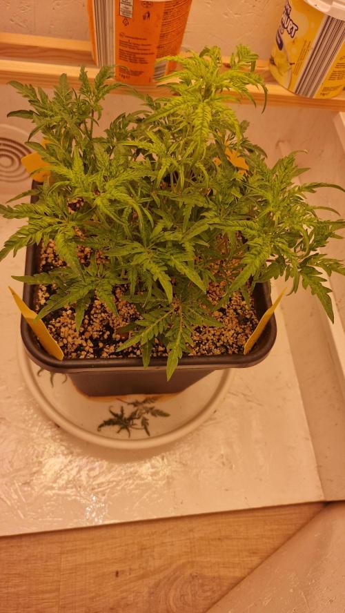Frosty’s Auto Freak Contest. Week 5 - Donnerstag💚