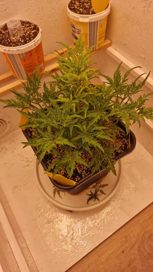 Frosty’s Auto Freak Contest. Week 5 - Freitag💚