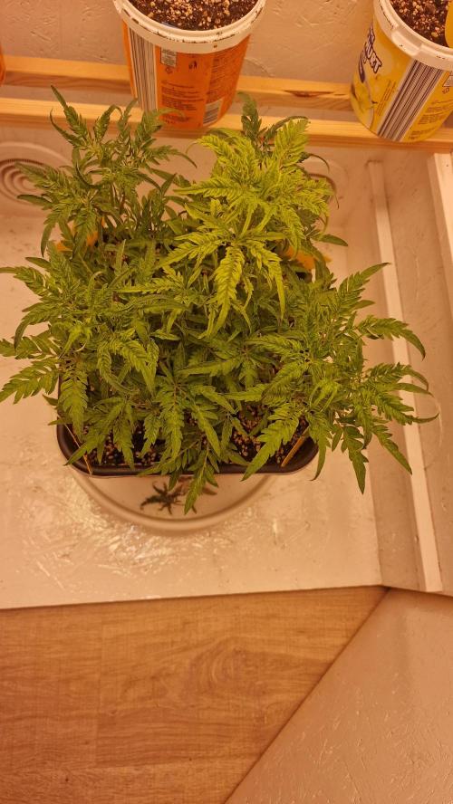 Frosty’s Auto Freak Contest. Week 5 - Samstag💚
