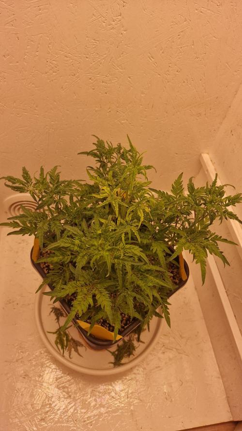 Frosty’s Auto Freak Contest. Week 5 - Sonntag💚