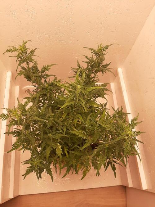 Frosty’s Auto Freak Contest. Week 6