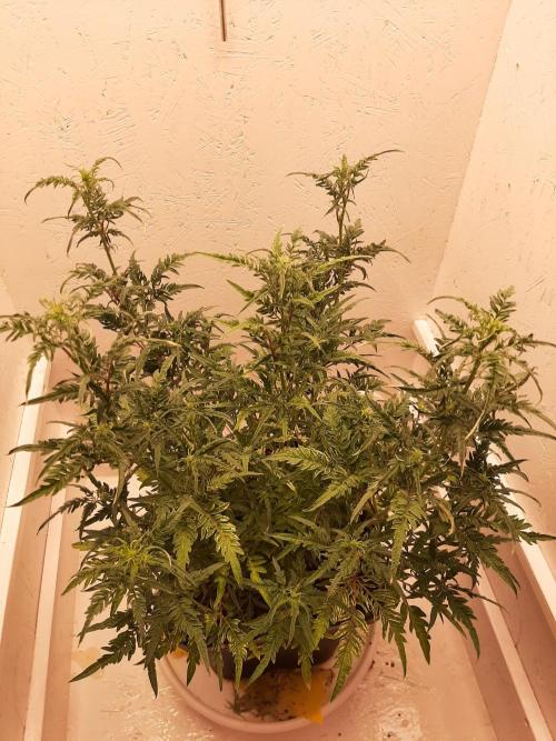 Frosty’s Auto Freak Contest. Week 6