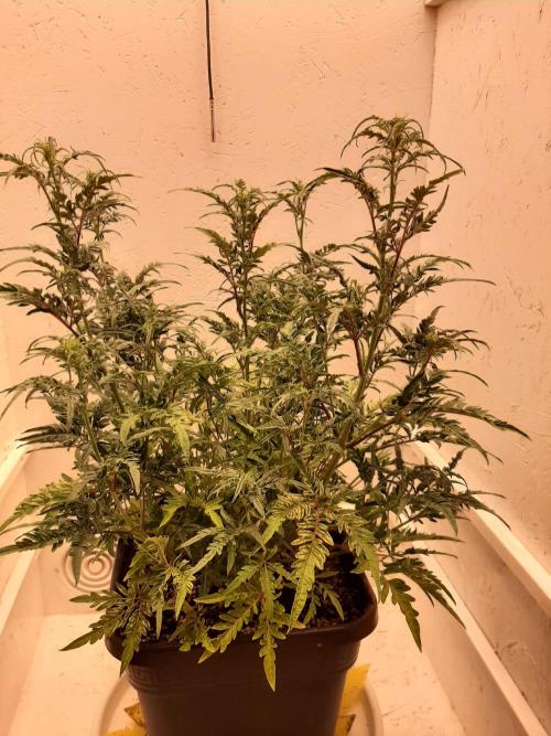 Frosty’s Auto Freak Contest. Week 6