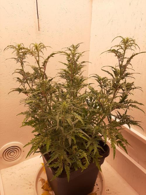 Frosty’s Auto Freak Contest. Week 6